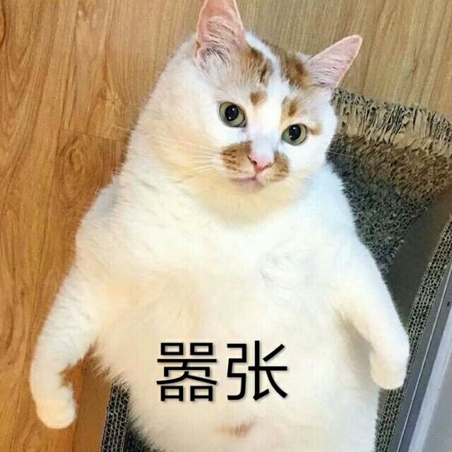 嚣张(猫咪楼楼)