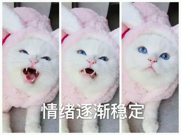 情绪逐渐稳定（猫咪）