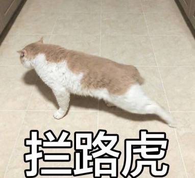 拦路虎(猫咪)