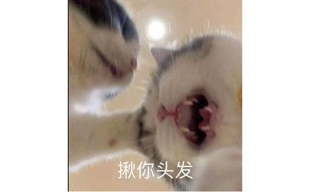 揪你头发(猫咪表情包)