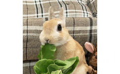 小兔子吃青菜 - 吃东西的小兔兔，我可以看一天