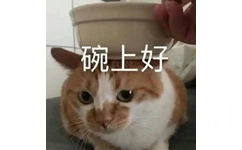 碗上好(猫猫表情包  晚上好)