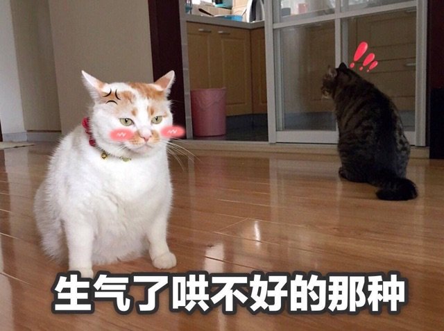 生气了哄不好的那种(猫咪)