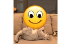 猫咪盘小黄脸 emoji - 万物皆可盘猫咪动态表情包