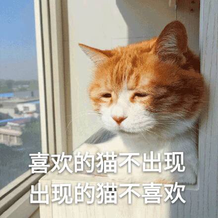 喜欢的猫不出现，出现的猫不喜欢 - 一组很丧的喵​