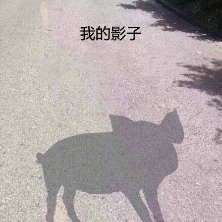 我的影子  长得跟猪一样 - 我知道人生艰难，但这也太艰难了 ​​​