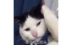 迷茫地扣扣头(猫猫表情包)