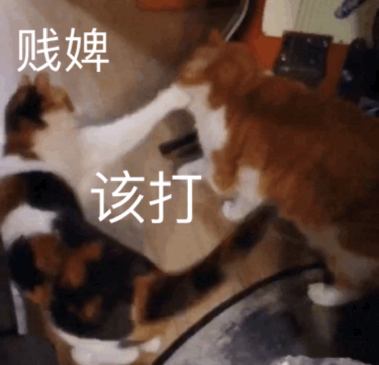 贱婢 该打 - 一组橘猫表情包