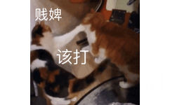 贱婢 该打 - 一组橘猫表情包