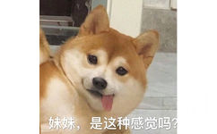 妹妹，是这种感觉吗？（汪星人 doge 表情包）