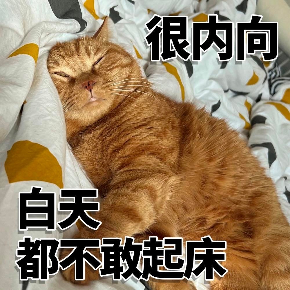 很内向白天都不敢起床 - 很内向很外向猫猫表情包