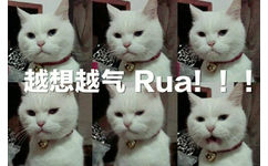 越想越气 Rua!（猫咪）