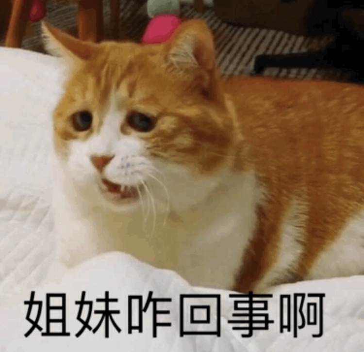 姐妹咋回事啊 - 一组橘猫表情包