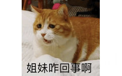 姐妹咋回事啊 - 一组橘猫表情包