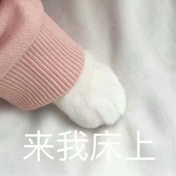 来我床上（猫爪）