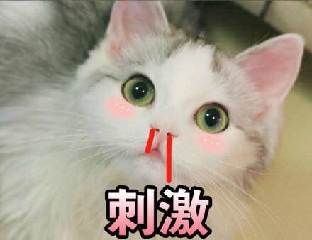 刺激 - 一组猫咪斗图表情 一起吸猫