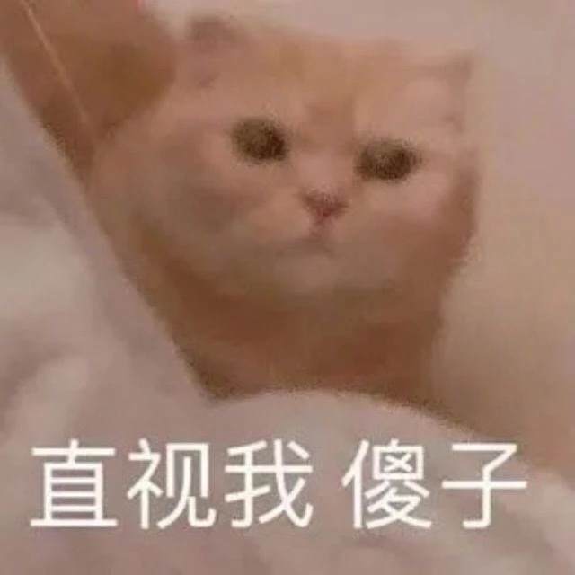 直视我傻子(猫咪表情包) - 猫咪骂骂咧咧表情包