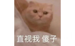 直视我傻子(猫咪表情包) - 猫咪骂骂咧咧表情包