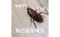 我要闹了我不管我已经在闹了