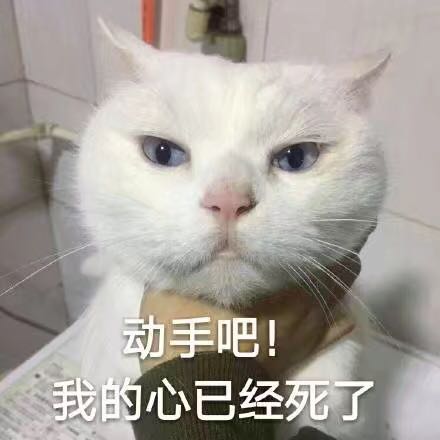 动手吧!我的心已经死了(猫咪)