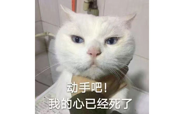 动手吧!我的心已经死了(猫咪)