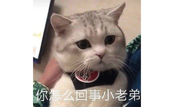 你怎么回事小老弟（猫咪）