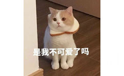 是我不可爱了吗（猫咪表情包）