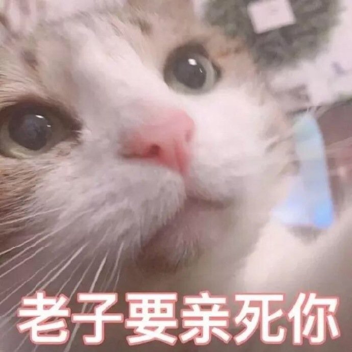 老子要亲死你（猫咪）