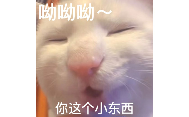 呦呦呦~你这个小东西 - 奇怪的猫猫表情包增加了