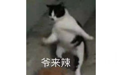 爷来辣(猫咪表情包)