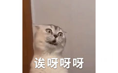 诶呀呀呀(猫猫动图表情包)