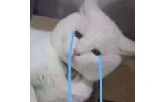 白猫流泪 - 流泪猫猫头表情包