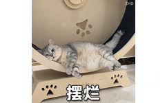 猫猫摆烂