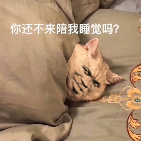 你还不来陪我睡觉吗？