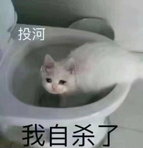 投河我自杀了(猫猫表情包) - 猫猫狗狗表情包