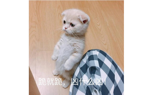 跪就跪 凶什么凶 - 一组萌萌的小猫咪表情包