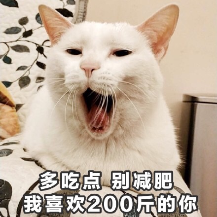 多吃点别减肥我喜欢200斤的你 - 一组萌萌的猫咪表情包  吸猫(=^o^=) ​