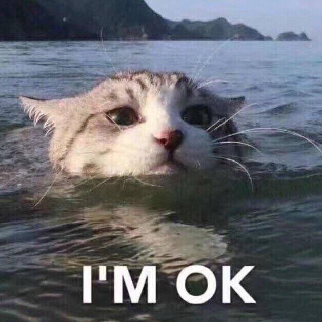 I'M OK 我很好（掉水里的猫咪）