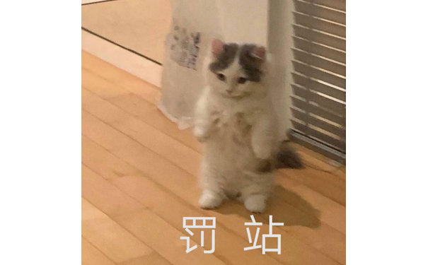 猫咪罚站表情包