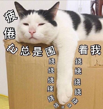 疲倦它总是围绕着我（猫咪）