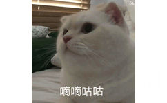 猫咪嘀嘀咕咕 GIF 动图