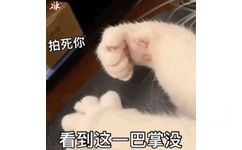 冰拍死你看到这一巴掌没(可爱猫猫动图)