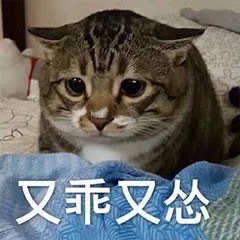 又乖又怂（猫咪）