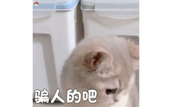 骗人的吧 - 猫咪柴犬表情包（cr: 宇宙饼饼oba）