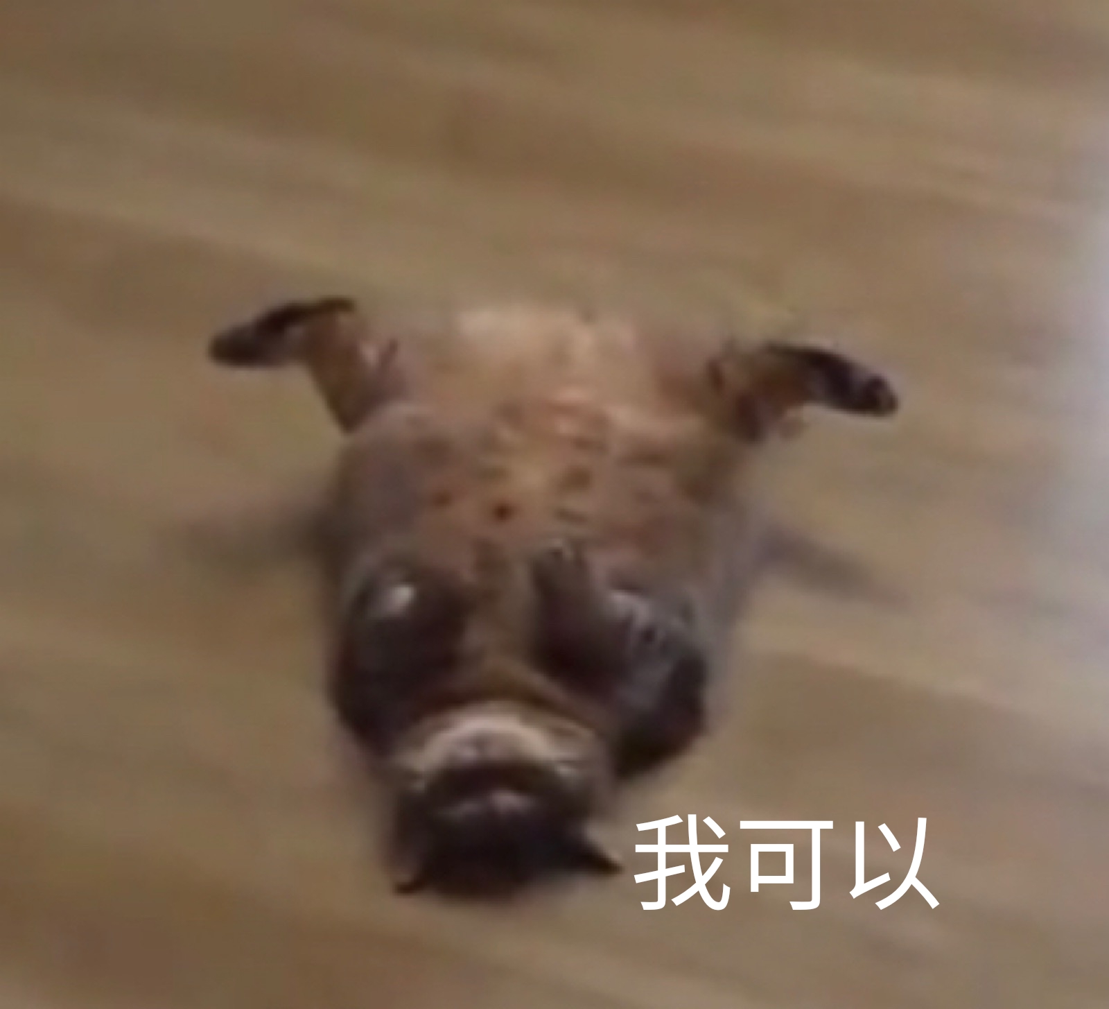 我可以（猫咪）