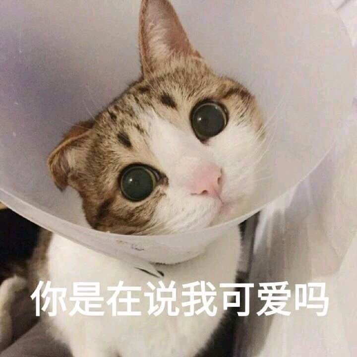 你是在说我可爱吗 - 一组超级萌的猫咪萌宠表情包