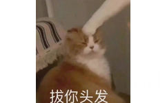 拔你头发(猫咪表情包)