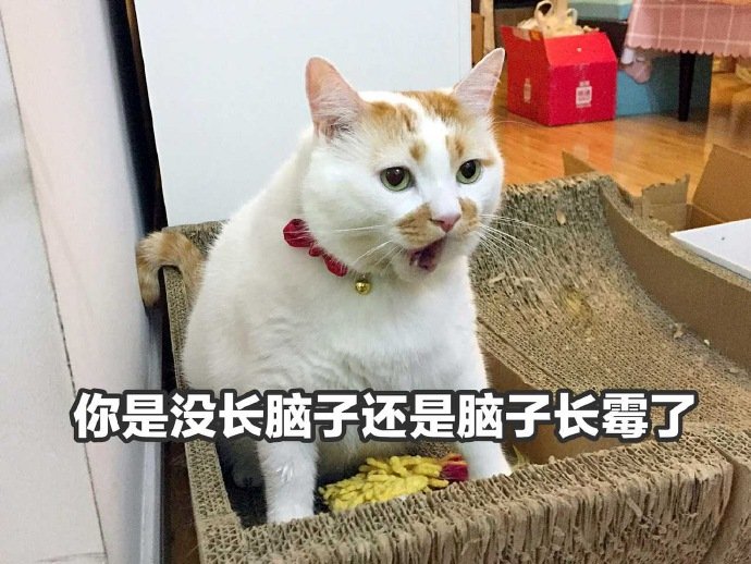 你是没长脑子还是脑子长霉了 - 猫咪楼楼表情包