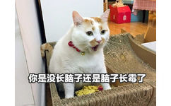 你是没长脑子还是脑子长霉了 - 猫咪楼楼表情包