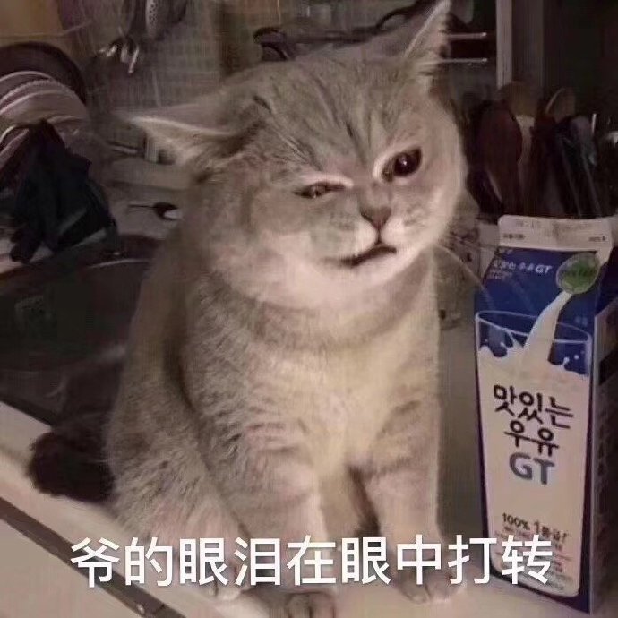 猫咪表情包 爷的眼泪在眼中打转